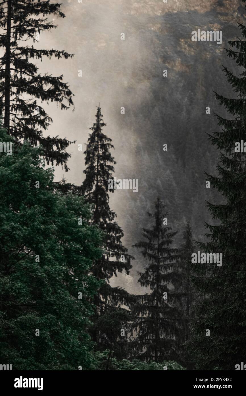 Vertical shot fir forest hi-res stock photography and images - Alamy