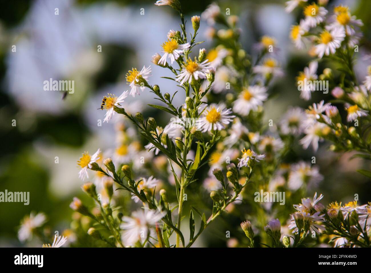 Insects on European Michaelmas daisy (Aster amellus) flowers Stock Photo