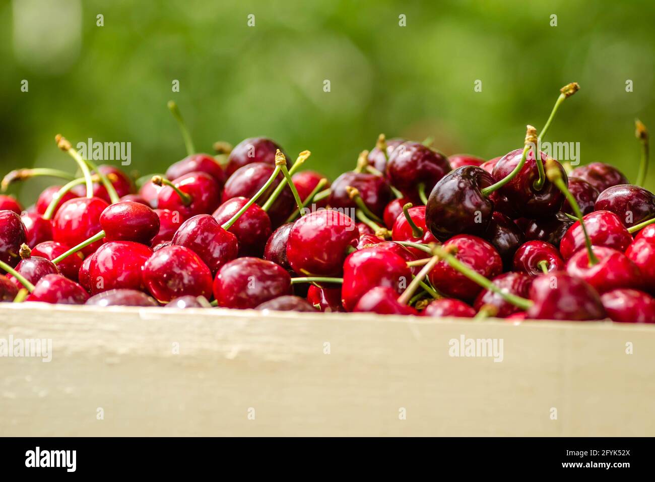 Picked Red Ripe Cherry Fruits In A Wooden Box On A Plantation In Novi Sad Serbia Background Stock Photo Alamy Picked Red Ripe Cherry Fruits In A Wooden Box On A Plantation In Novi Sad Serbia Background Stock Photo Alamy