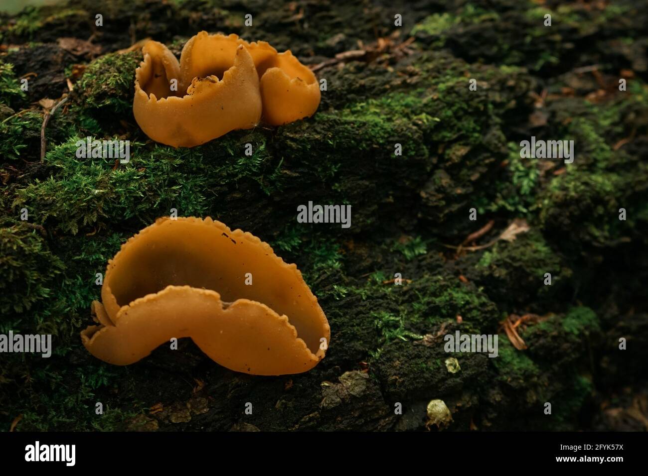 Closeup of peziza varia fungi on the ground covered in mosses under the sunlight Stock Photo