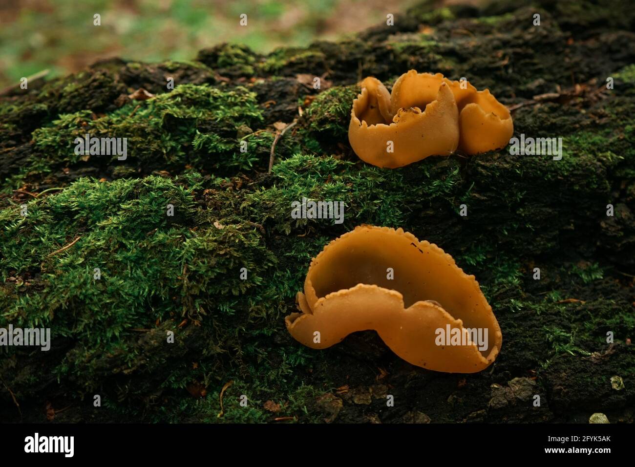 Closeup of peziza varia fungi on the ground covered in mosses under the sunlight Stock Photo
