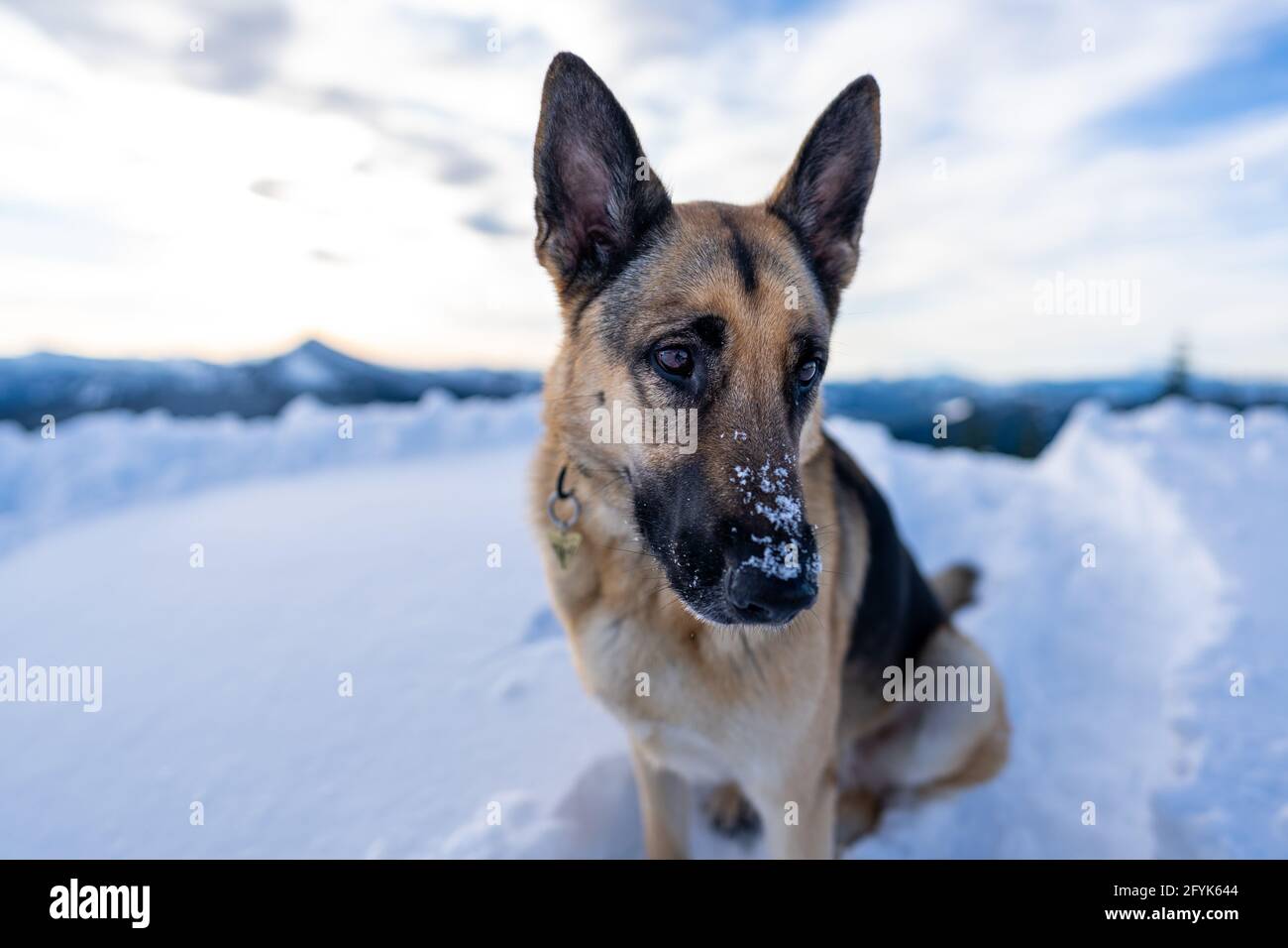 Purebred German Shepherd laying in the sun in the snow facing camera but looking away in the distance Stock Photo