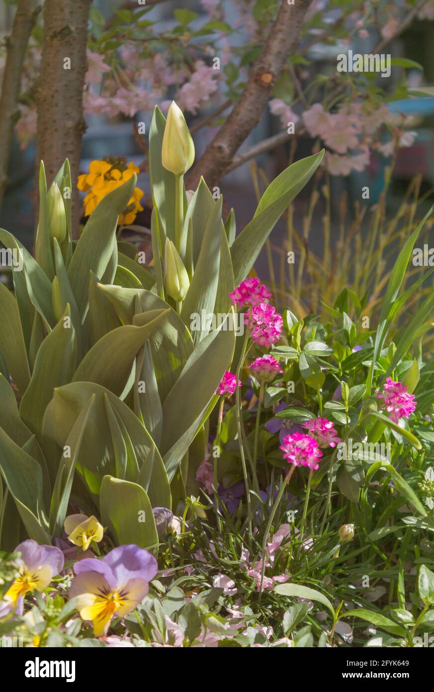 multicolored flower bed with tulips and others flowers. Urban landscaping. Gardening. Stock Photo