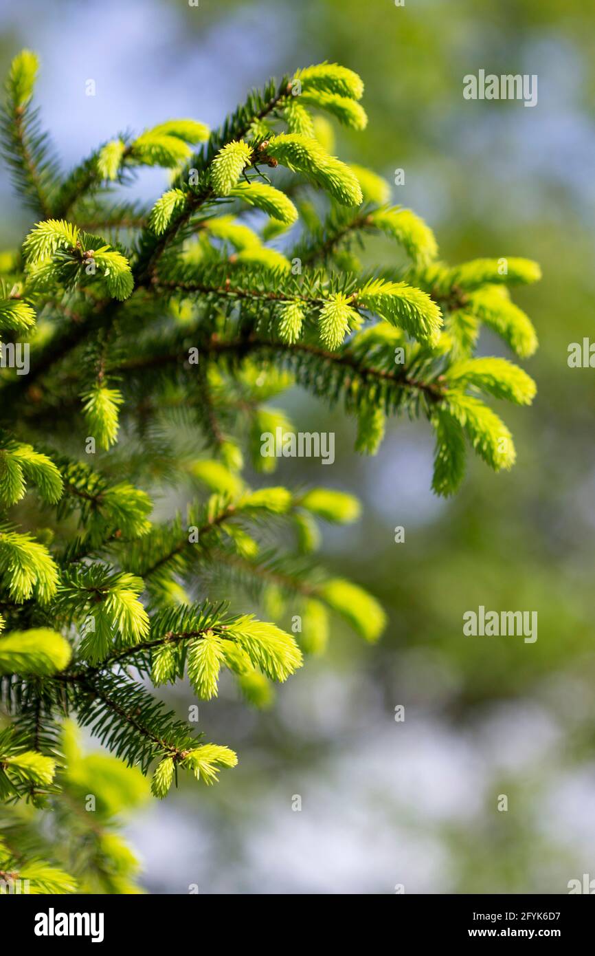 Spruce branches with young sprouts in the park. Ecological concept. Stock Photo