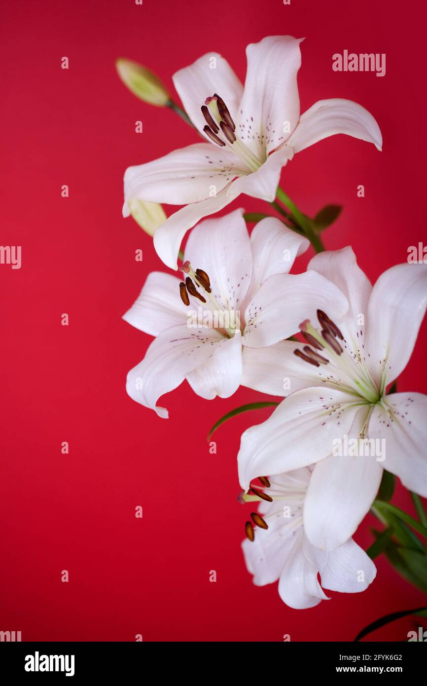 white lily isolated on red background Stock Photo