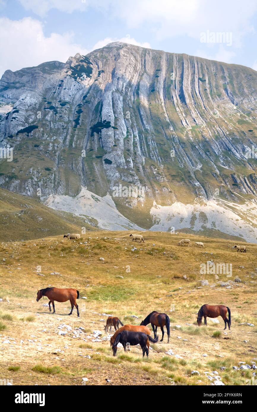 Wild horses under the mountain Prutas, Montenegro Stock Photo