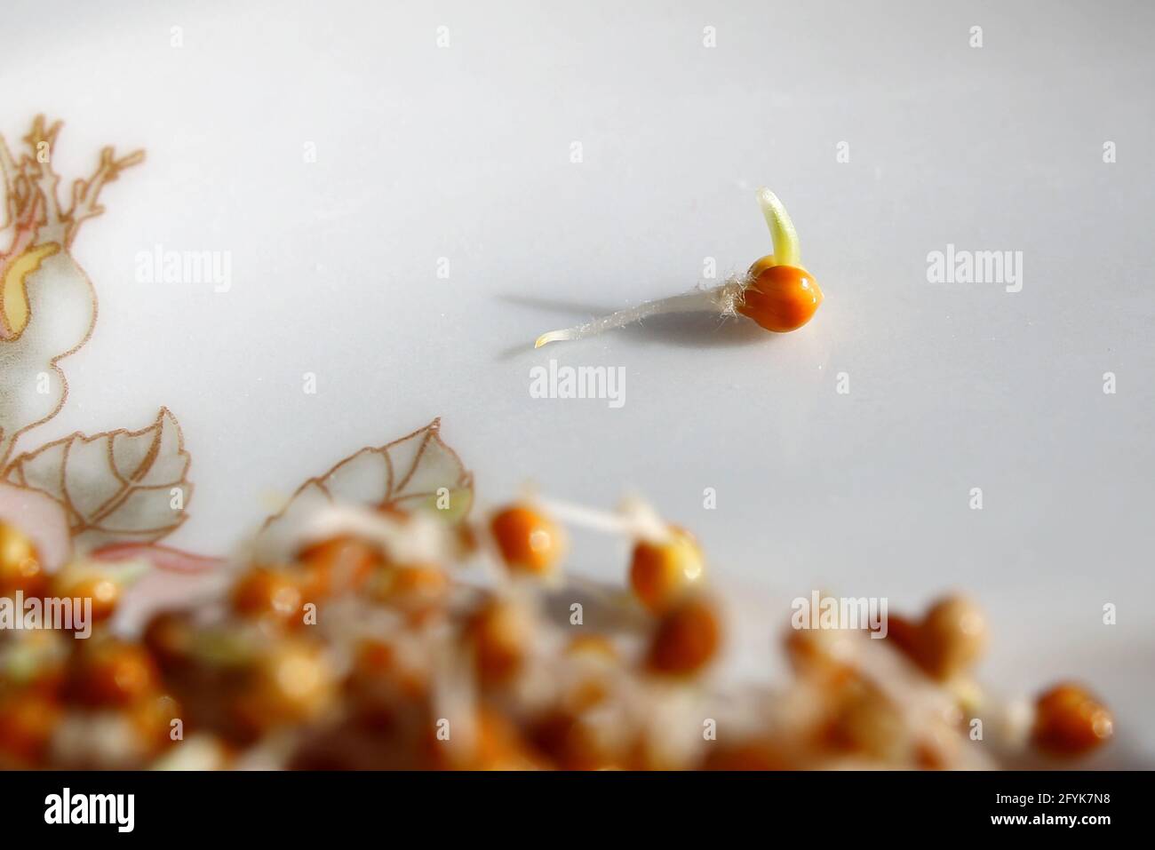 Millet seed hires stock photography and images Alamy