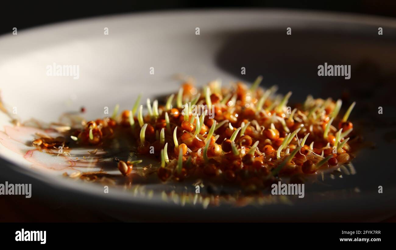 Germinating seed hires stock photography and images Alamy