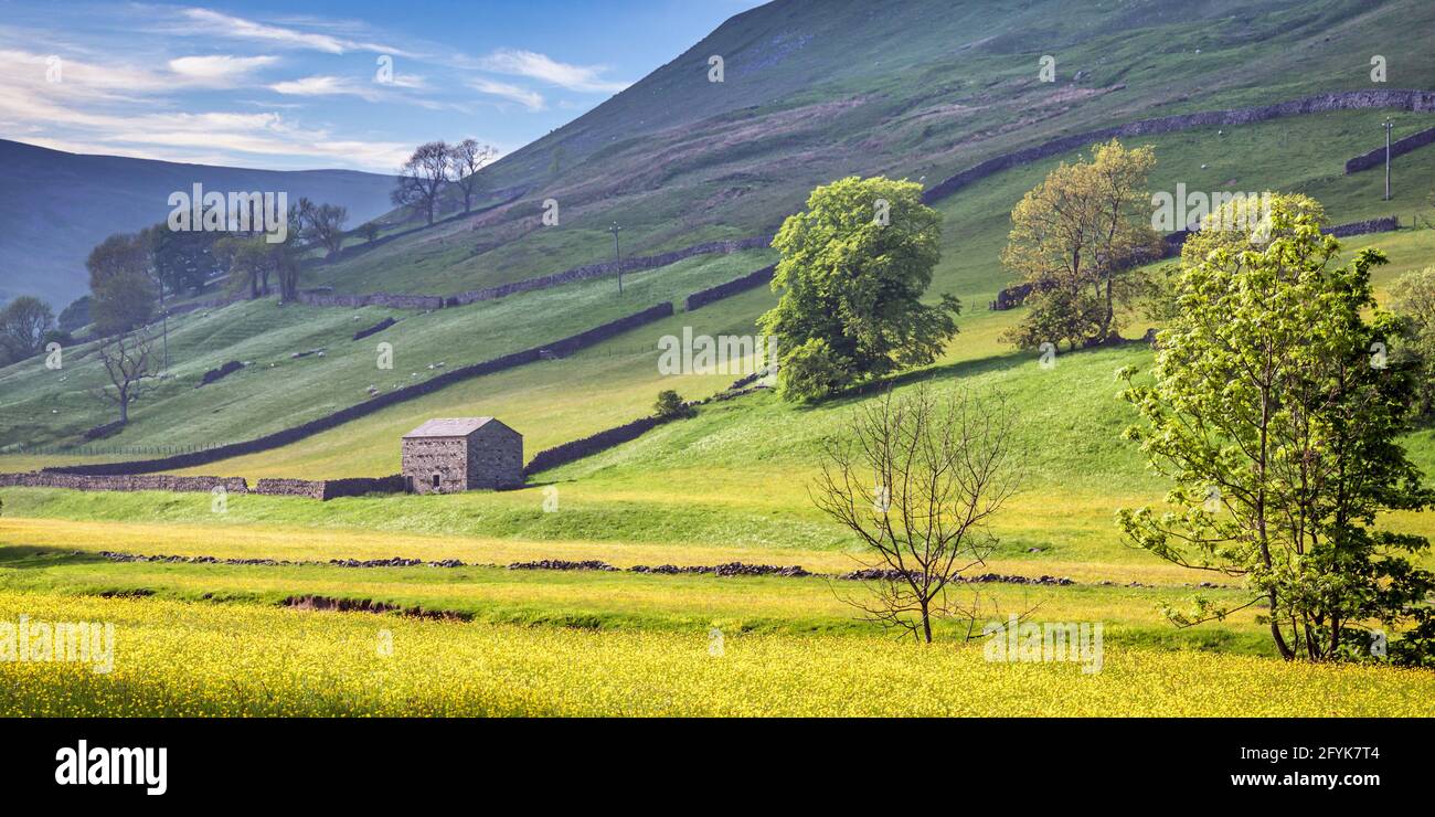 An abundance of vibrant yellow buttercups looking down this valley in Swaledale in the Yorkshire Dales. Stock Photo