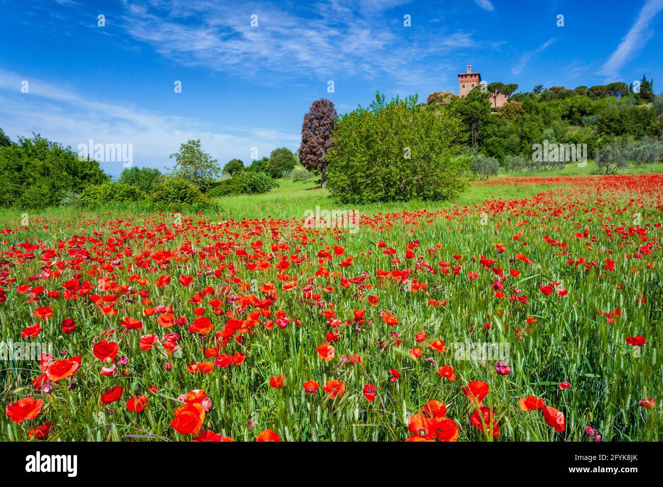 A meadow of poppies under a blue sky in Val d'Orcia, Tuscany. Stock Photo