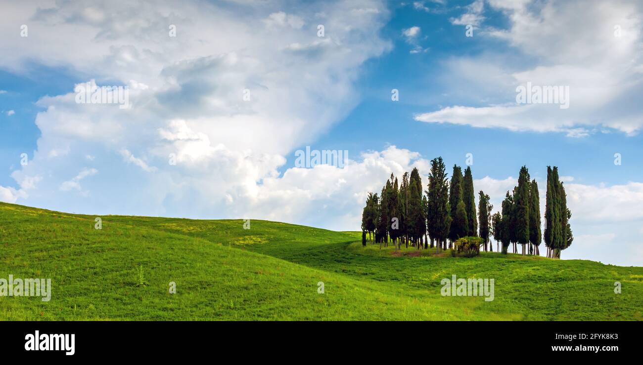 A Copse of cypress trees in Val D'Orcia, Tuscany. Stock Photo