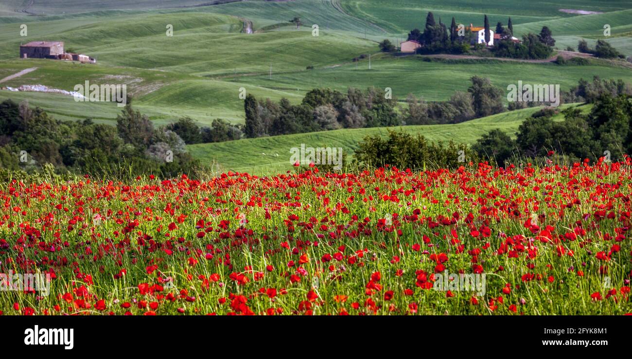 A typical Tuscan landscape in Val d'Orcia, with a Tuscan red poppy field in the foreground. Stock Photo