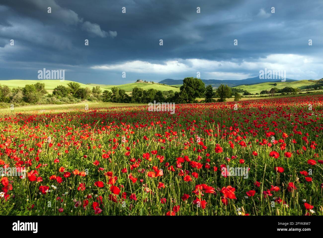 A field of red poppies with threatening dark clouds in Val d'Orcia, Tuscany. Stock Photo