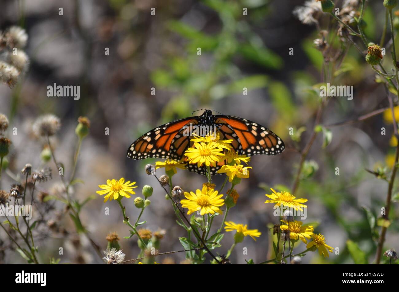 A monarch butterfly lands upon a Maryland goldenaster. Stock Photo