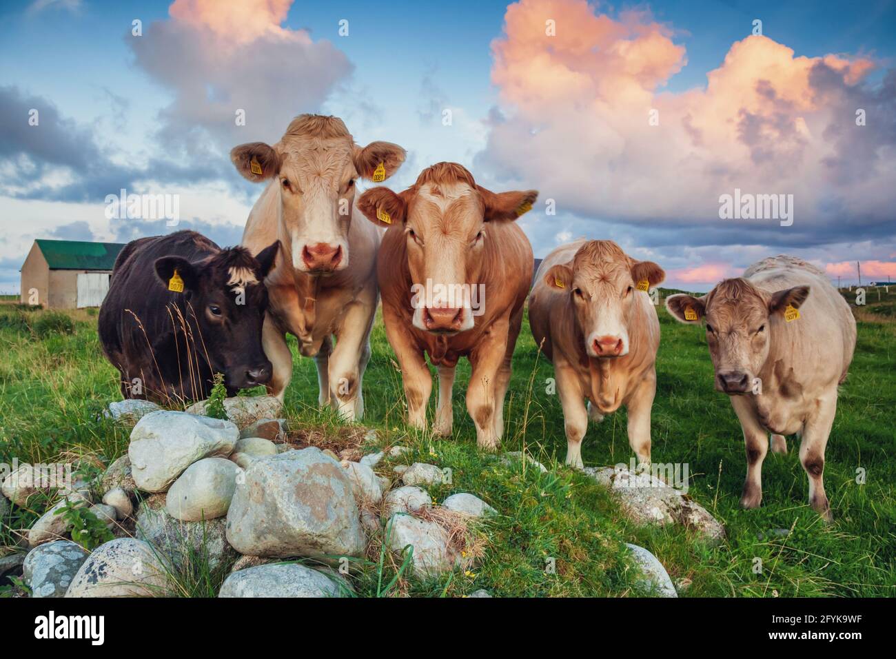 A row of five curious cows standing in a field in County Antrim, Northern Ireland, on a colourful early morning. Stock Photo