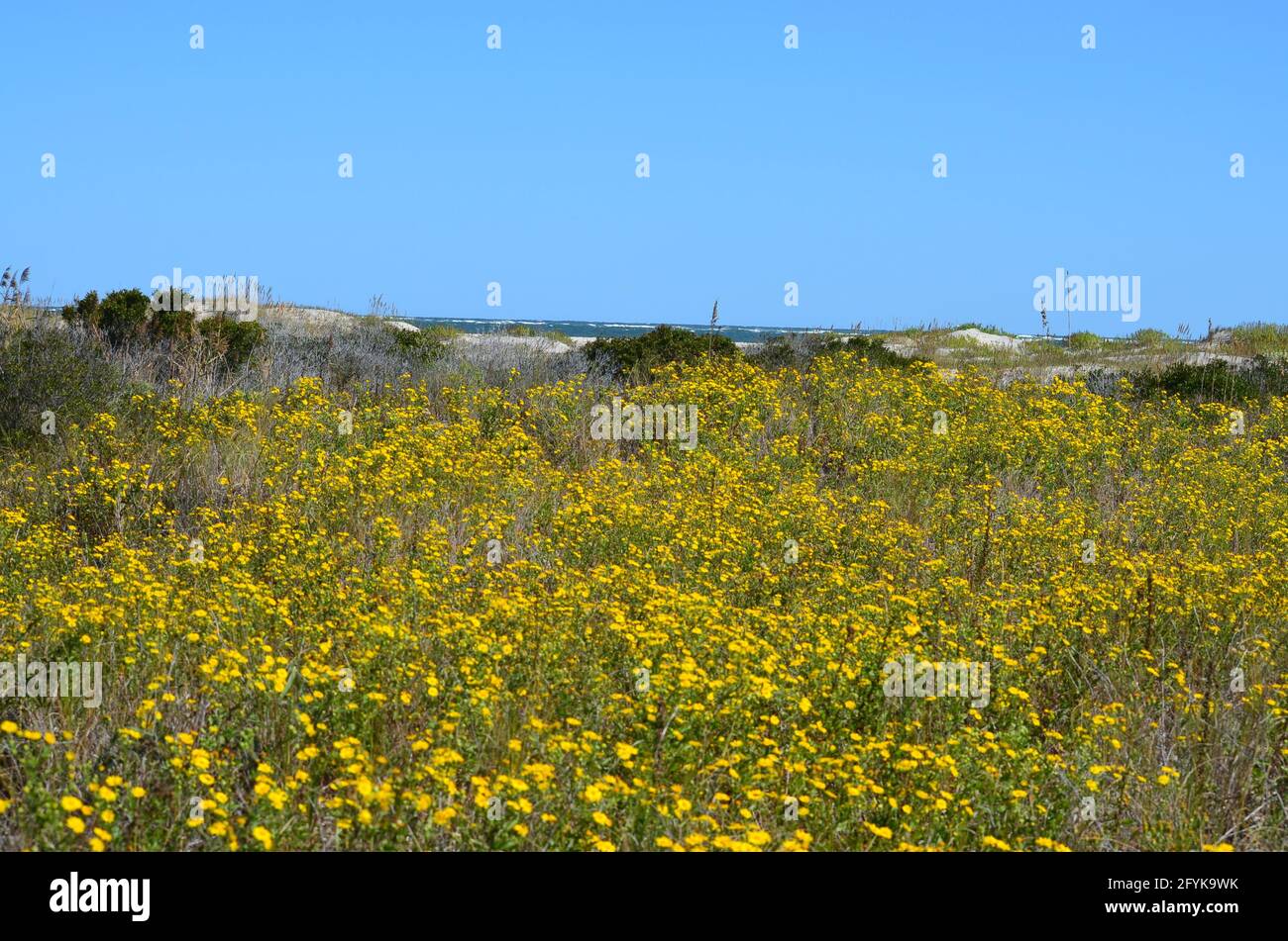 A blooming spring scene along the coast of north carolina's outer banks. Stock Photo