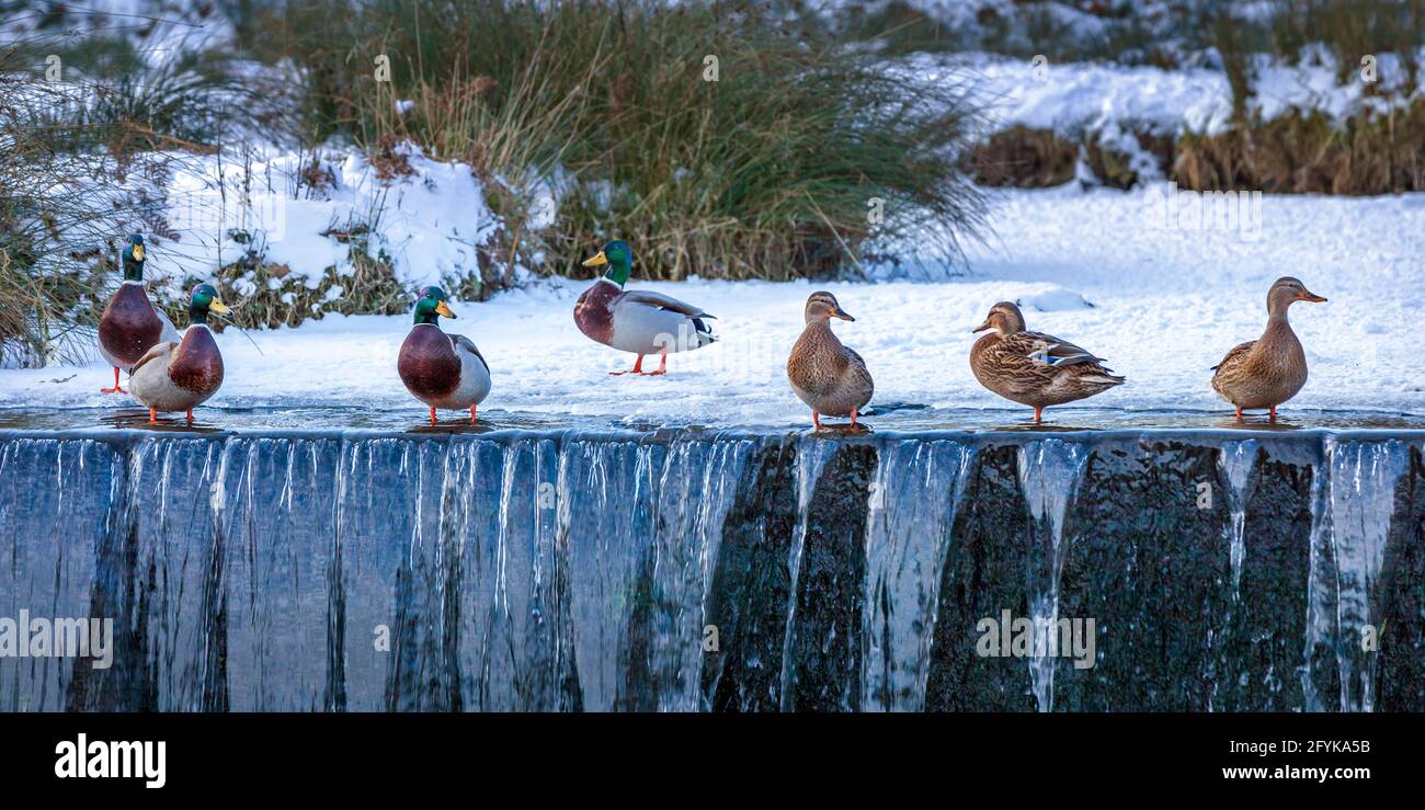 A row of mallard ducks standing on a weir on a cold winters day at Bradgate Park in Leicestershire. Stock Photo