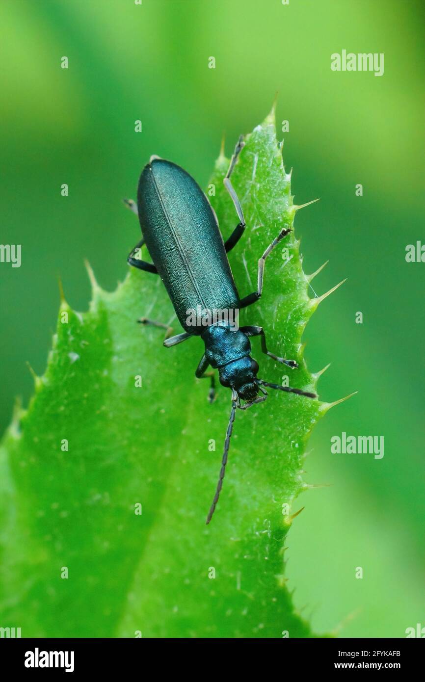 Closeup Shot Of A Lesser Thick legged Flower Beetle Ischnomera Cyanea closeup-shot-of-a-lesser-thick-legged-flower-beetle-ischnomera-cyanea