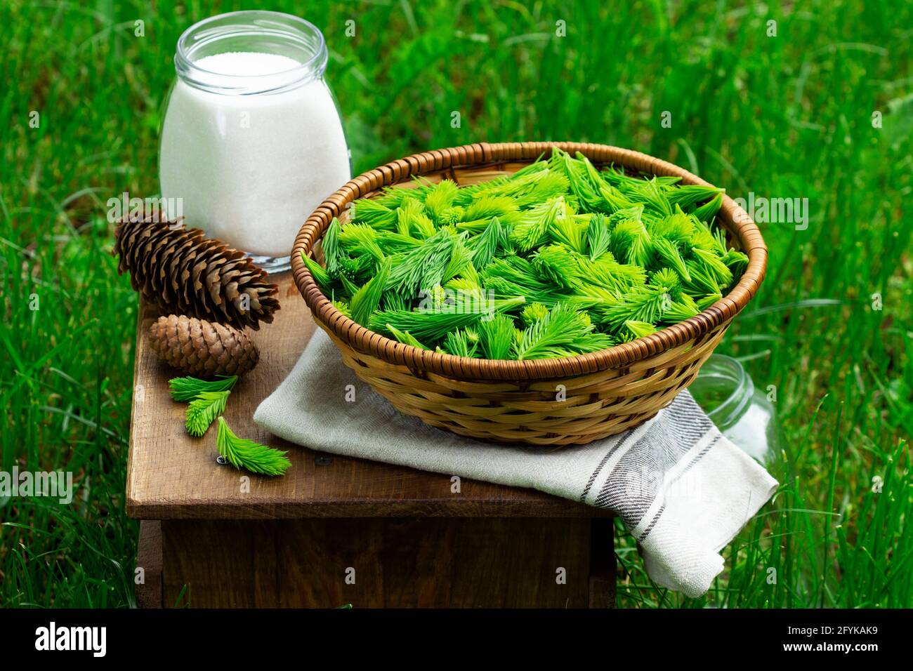 Spruce sprouts and cones, sugar, jars, ingredients for making coniferous syrup. Stock Photo