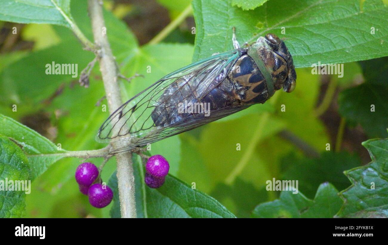 A freshly emerged cicada rests on leafy vegetation. Stock Photo