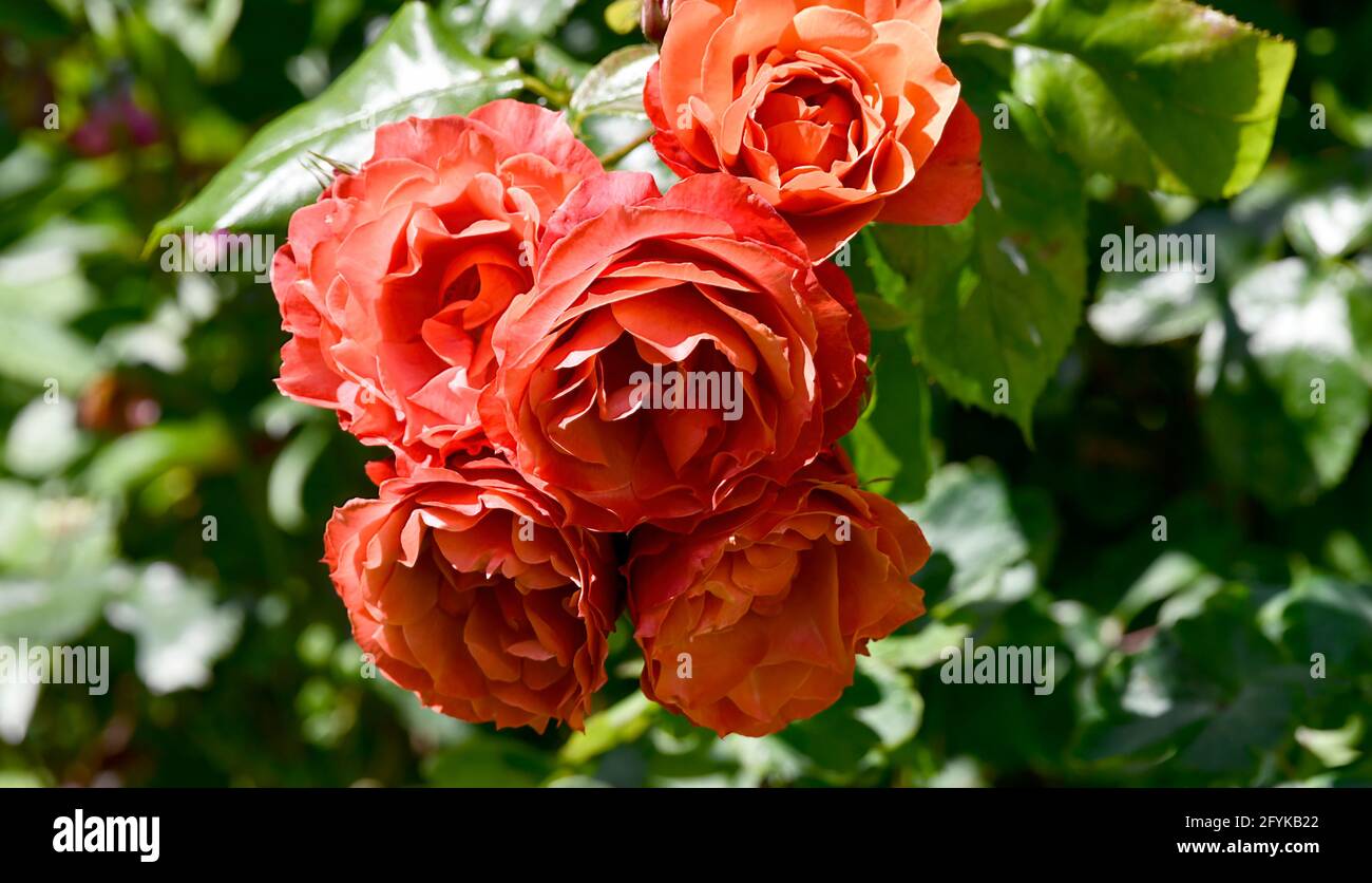 Spanish Orange Roses Orange roses rosa rosaceae hi-res stock photography and images - Alamy