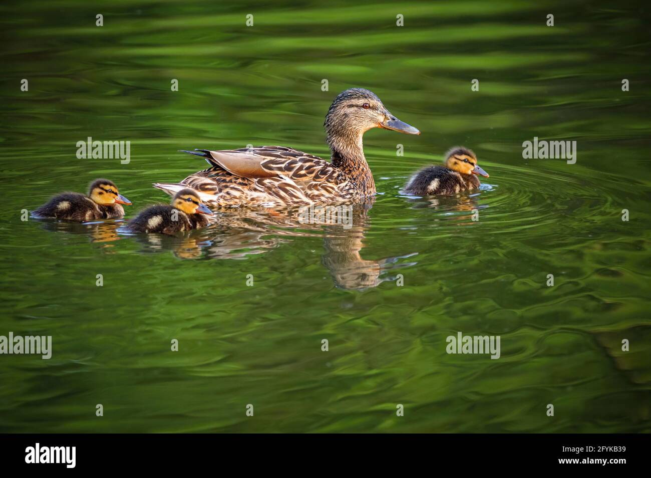 A wild brown mallard duck, a mum with three cute little nestlings swimming in green lake on a spring day. Reflection in the water. Stock Photo