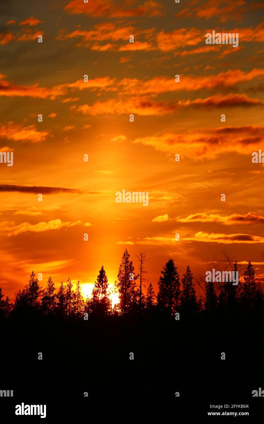 Golden orange sunset with clouds over forest silhouette Stock Photo - Alamy