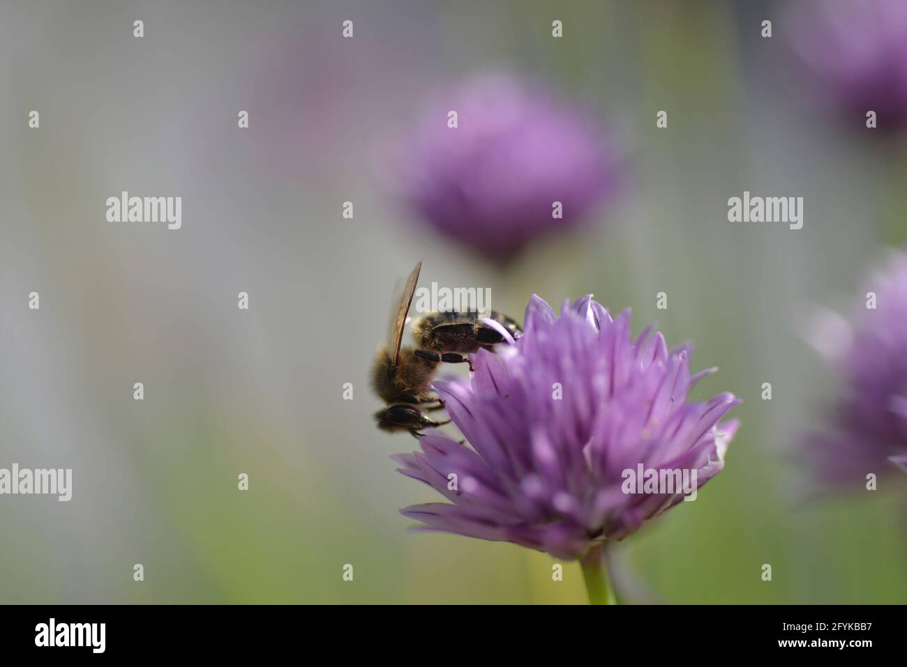 Honey bee sits on a chive flower Stock Photo Alamy