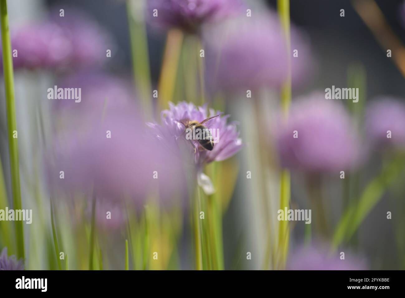 Honey bee sits on a chive flower Stock Photo Alamy