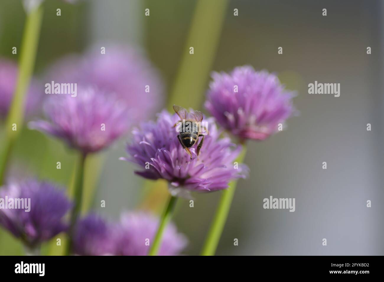 Honey bee sits on a chive flower Stock Photo Alamy