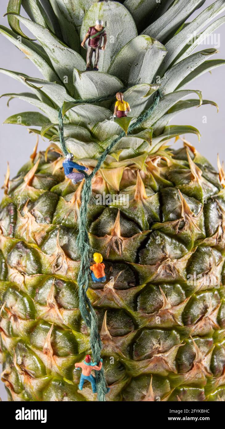 Giant pineapple hires stock photography and images Alamy
