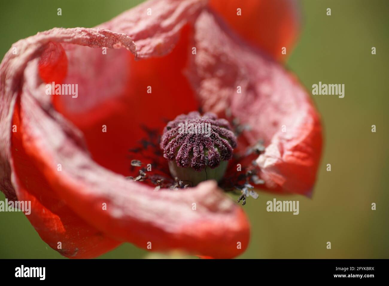 Red Corn Poppy Flower, Closeup Stock Photo