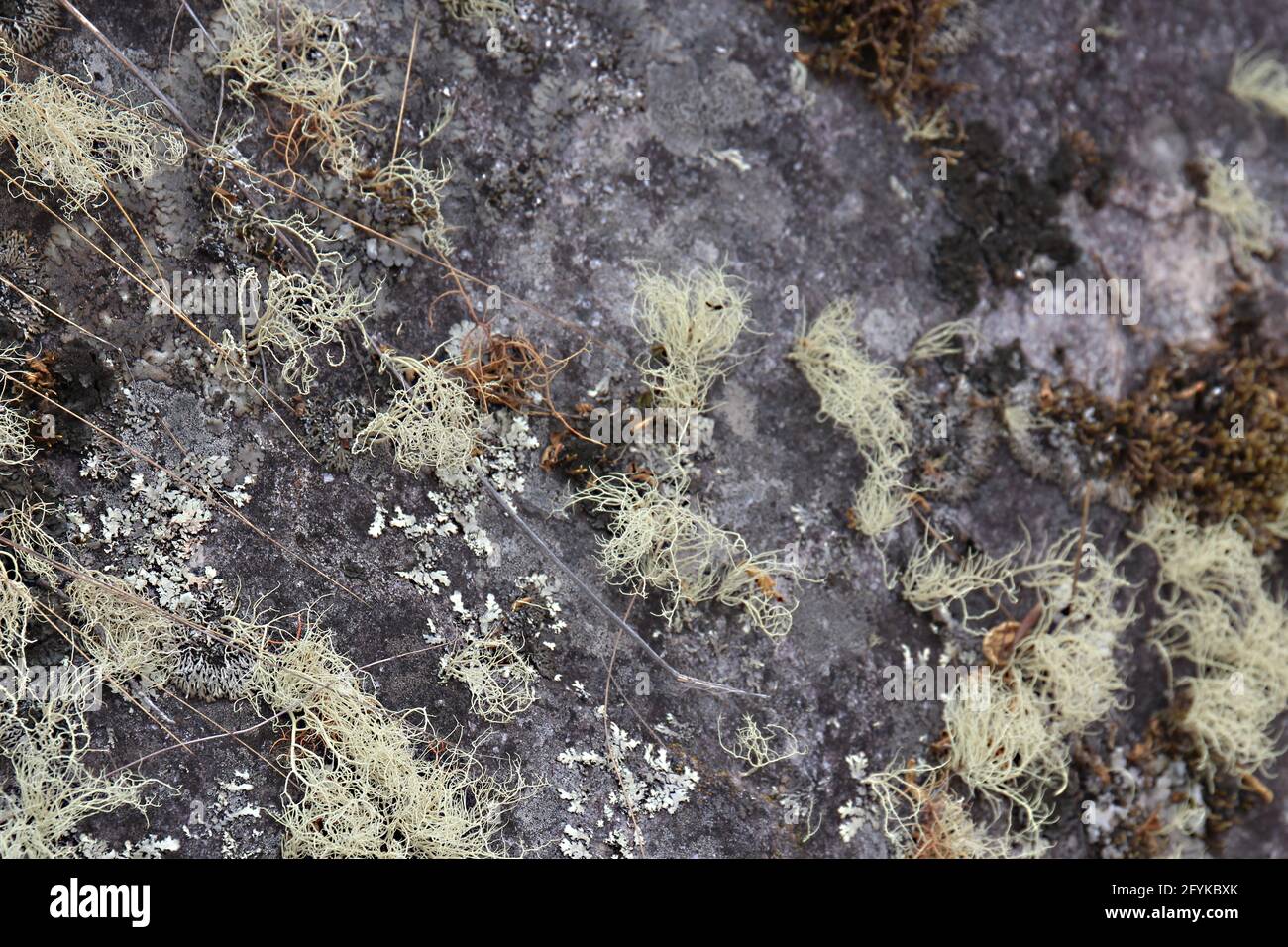 Patches of fruticose and foliose epiphytic lichens growing on a mountainside of the Patacancha Mountains in Peru Stock Photo