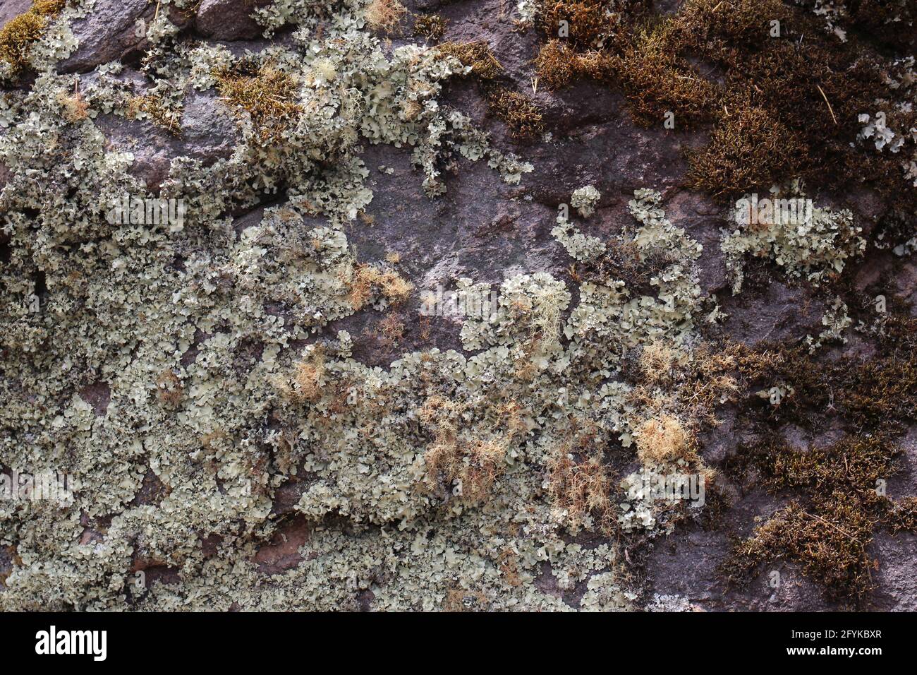 Patches of fruticose and foliose epiphytic lichens growing on a mountainside of the Patacancha Mountains in Peru Stock Photo