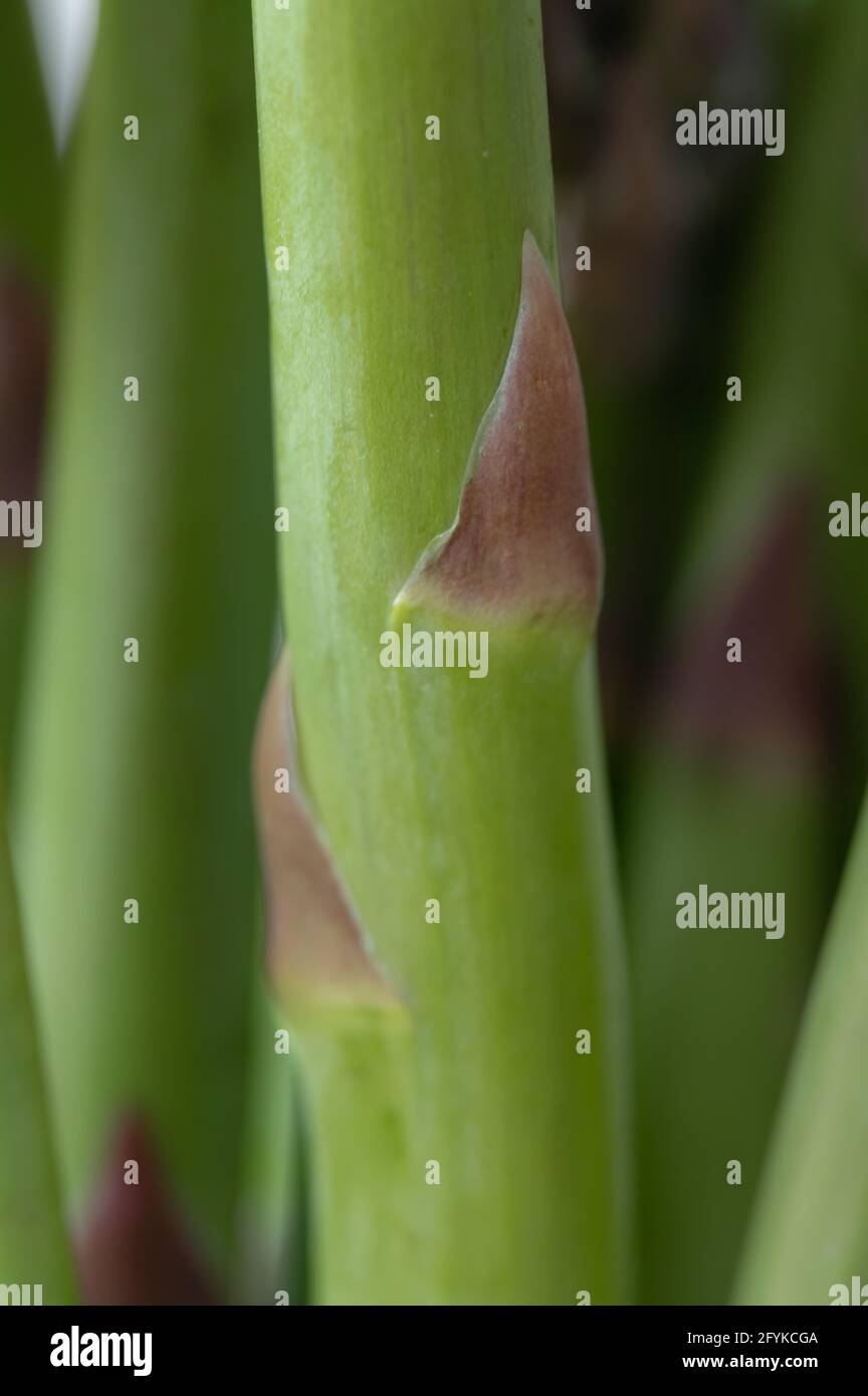 Close-Up of a Group Asparagus Stalk Stock Photo