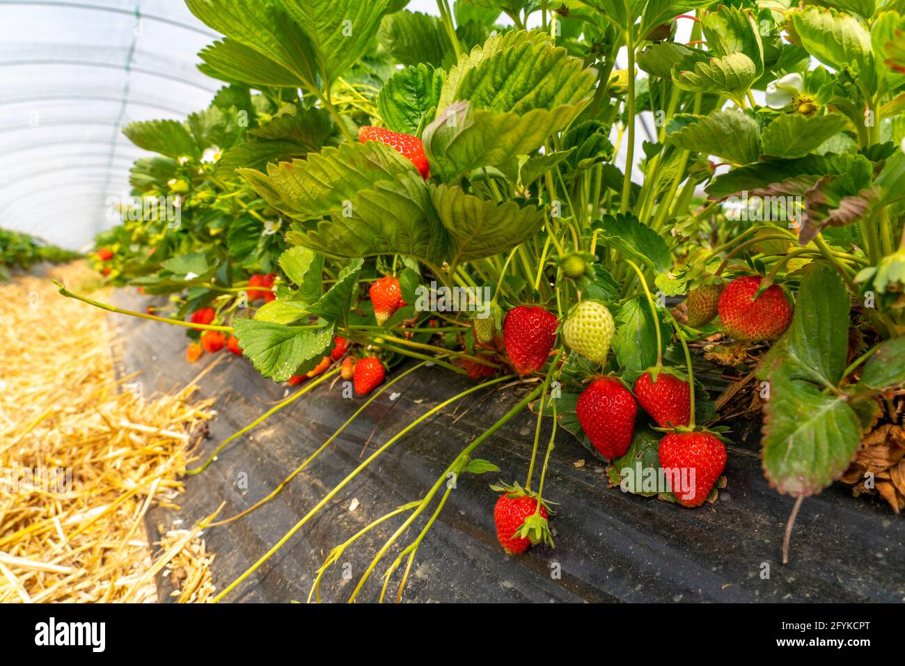 Harvest of strawberries, strawberry cultivation in the open, under a