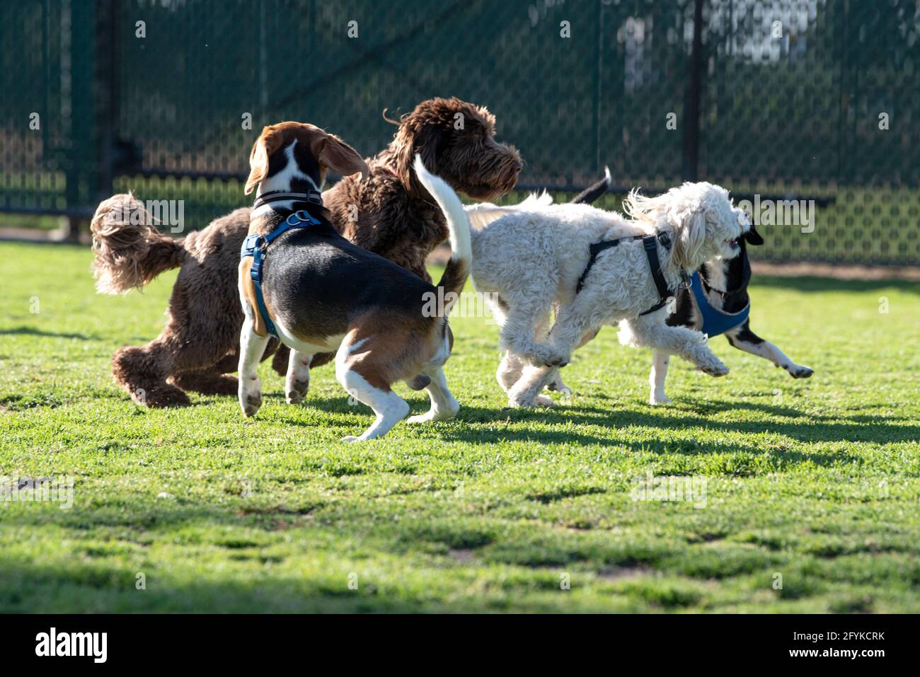 Dogs roughhousing hires stock photography and images Alamy