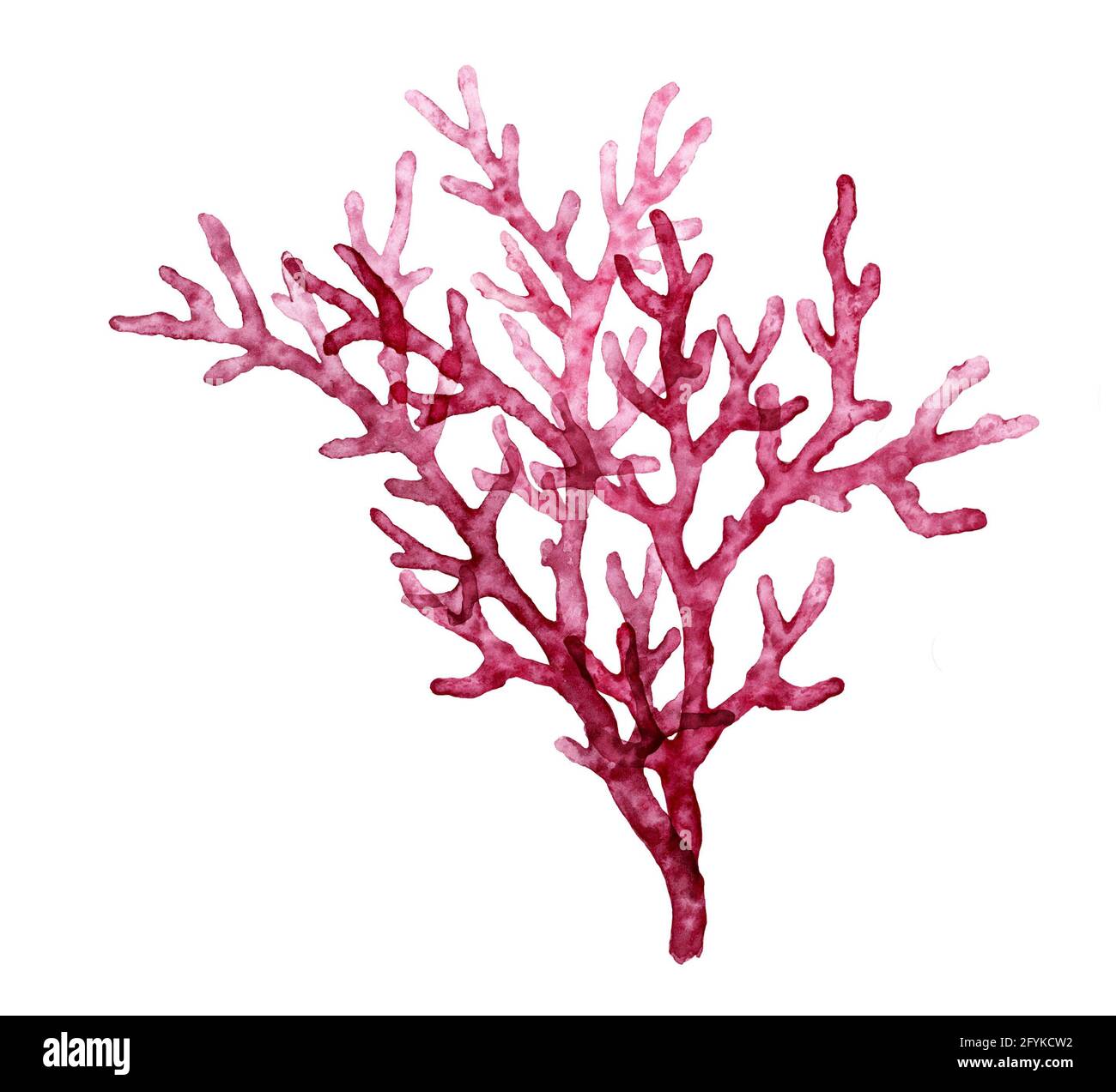 Watercolor red coral. Transparent sea plant isolated on white. Realistic scientific illustrations. Hand painted underwater design  Stock Photo