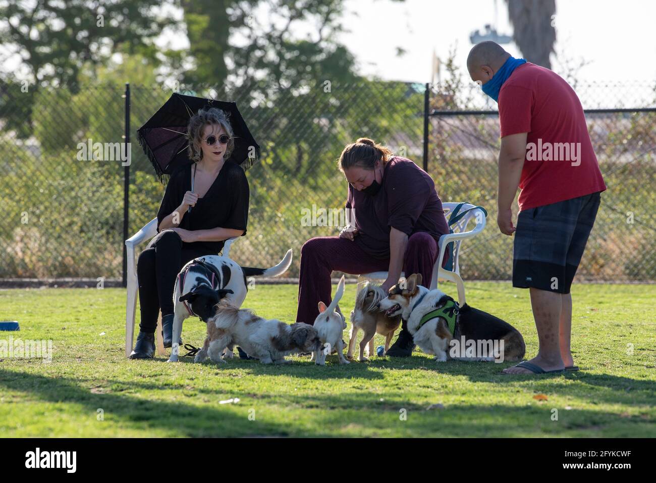 A group of dog owners fawning over their pets at a local dog park. Stock Photo