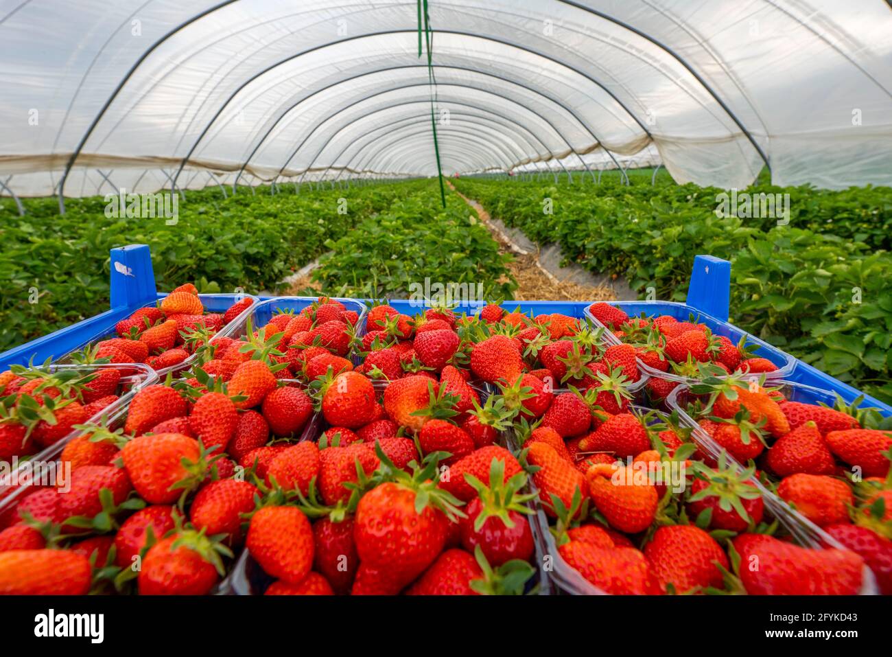 Harvest of strawberries, strawberry cultivation in the open, under a