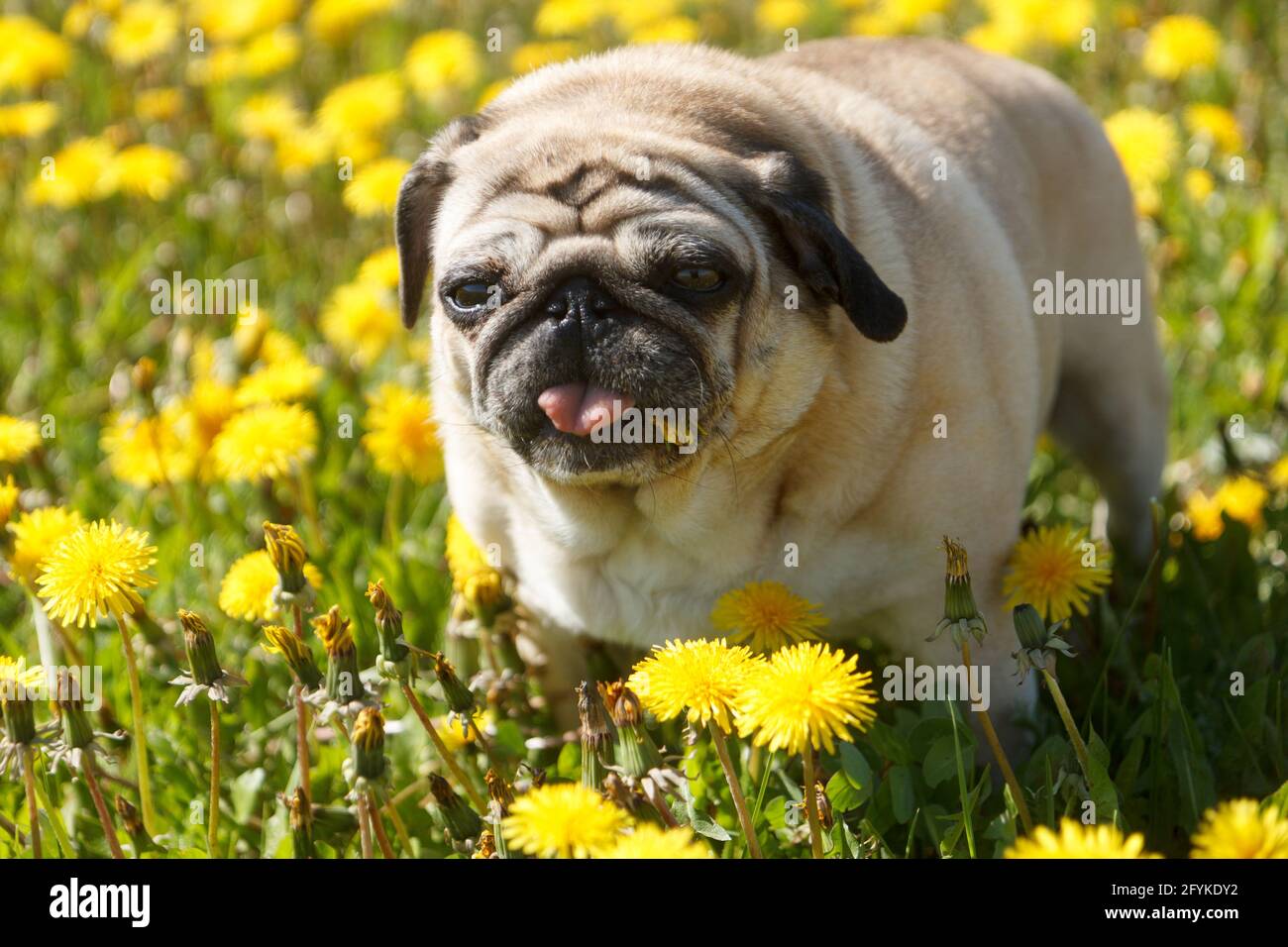 Pug dog eat dandelion Stock Photo Alamy
