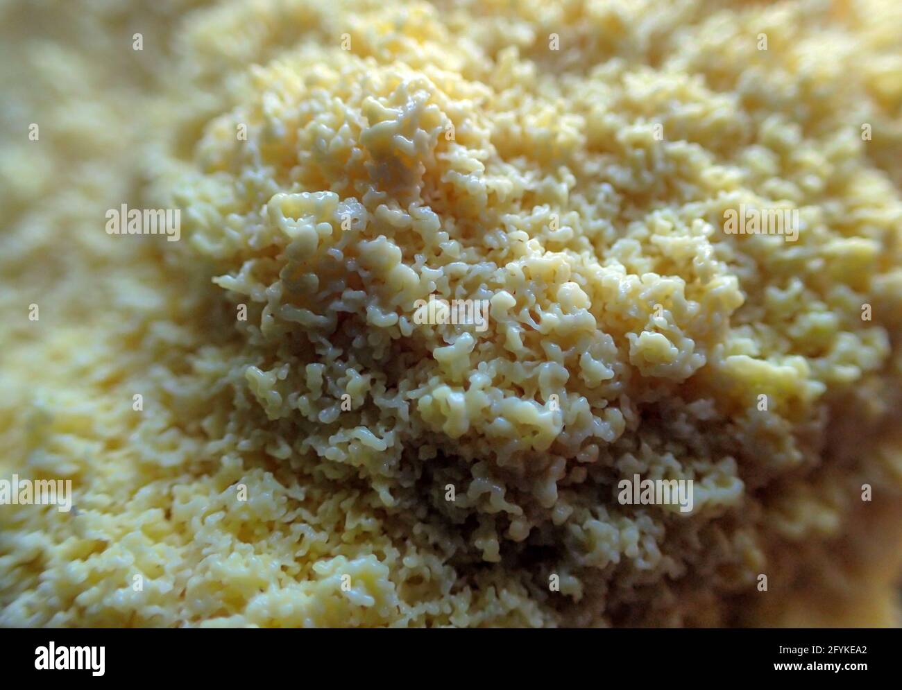 With a bokeh effect, the macro photographer draws attention to the detail in the center of this glob of yellow slime mold found growing in Missouri. Stock Photo