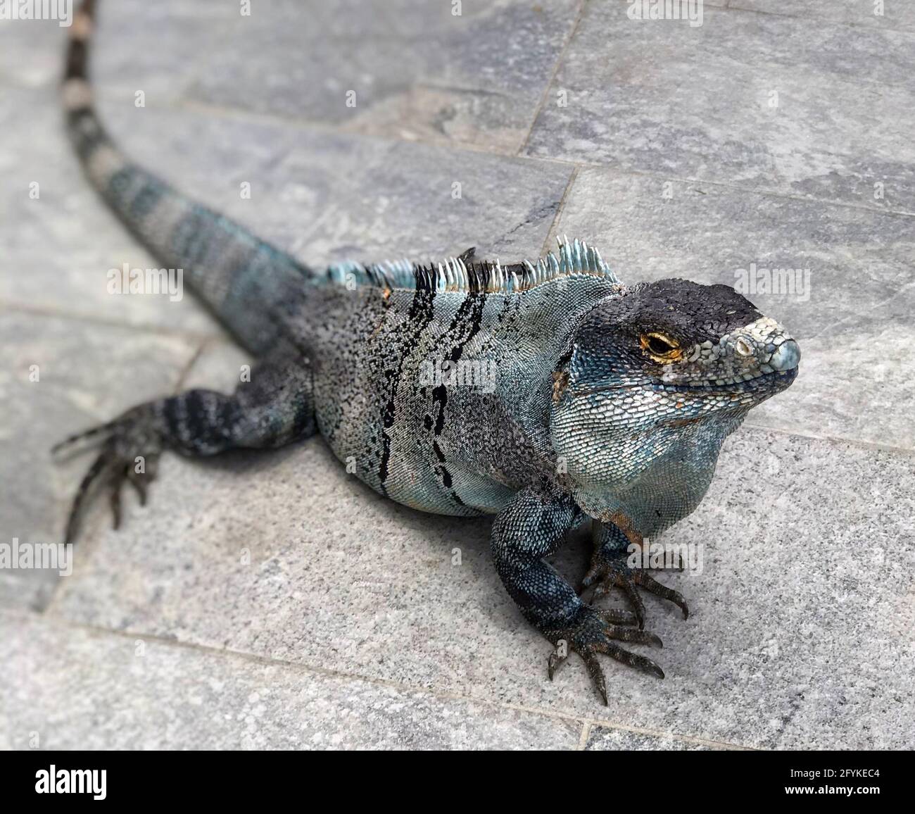 An iguana wanders onto to  a poolside patio at a resort in Costa Rica. Stock Photo