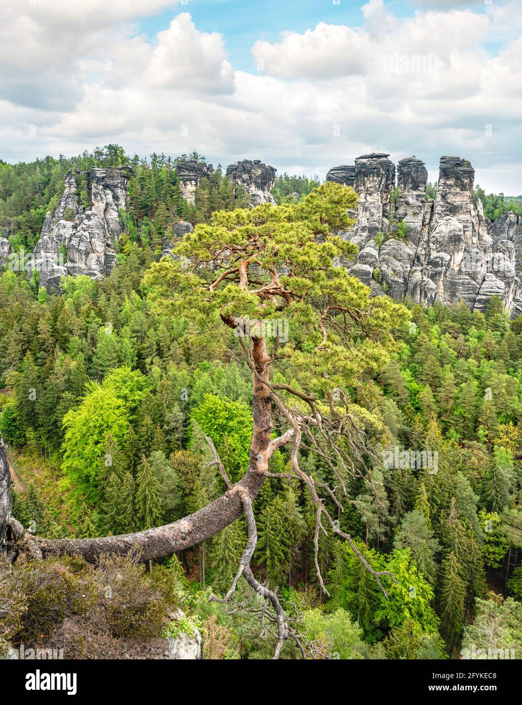 Single leaning tree at a rock in Saxon Switzerland, Saxony, Germany Stock Photo