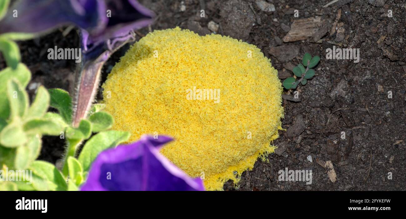 Not an animal and not a plant but a mysterious organisim called slime mold grows in a pile in a flower bed. The defocused effect draws the eye to the Stock Photo