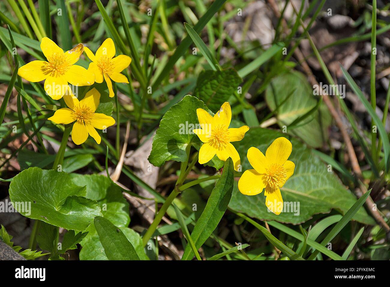 Close up of yellow marsh marigold in woods in springtime Stock Photo