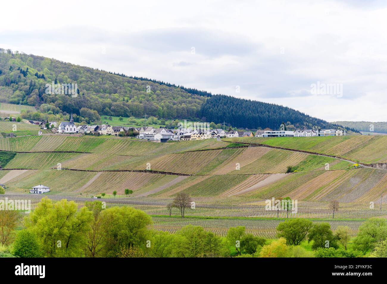 Monzel with Sankt Nikolaus Church. Beautiful town on the loop of romantic Moselle, Mosel river, nearby Kesten, Bernkastel-Kues. Vineyards, view from B Stock Photo