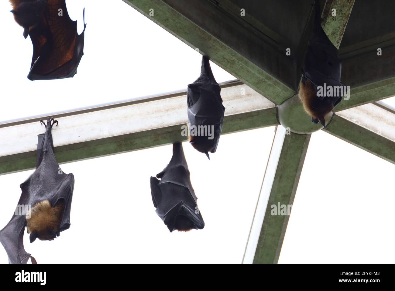 Microbat hi-res stock photography and images - Alamy