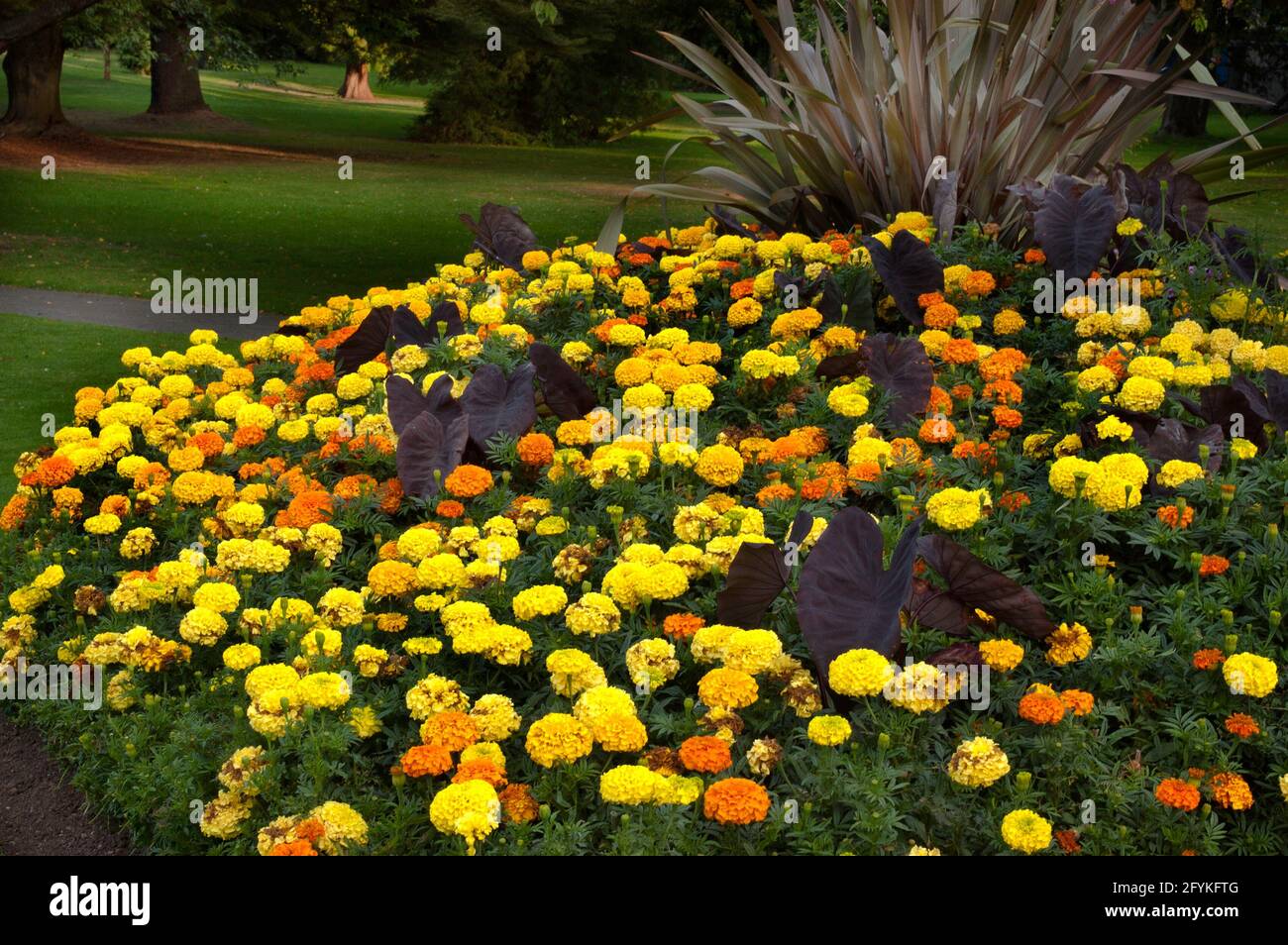 Mixed marigolds ( Tagetes patula)  in garden with Colocasia and Cordyline, mass planting Stock Photo