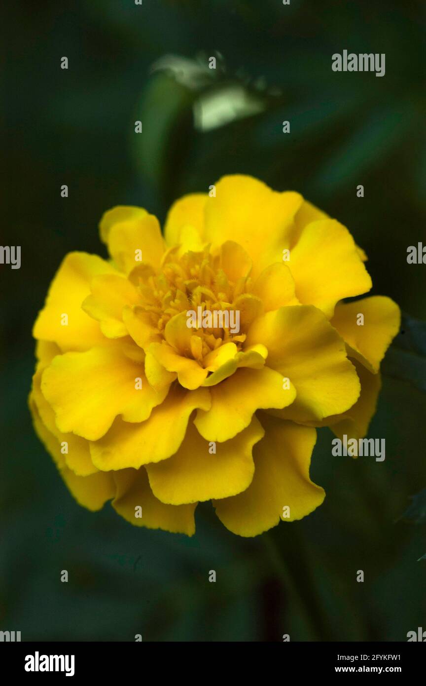 Close up of Marigold flower m, Tagetes Stock Photo